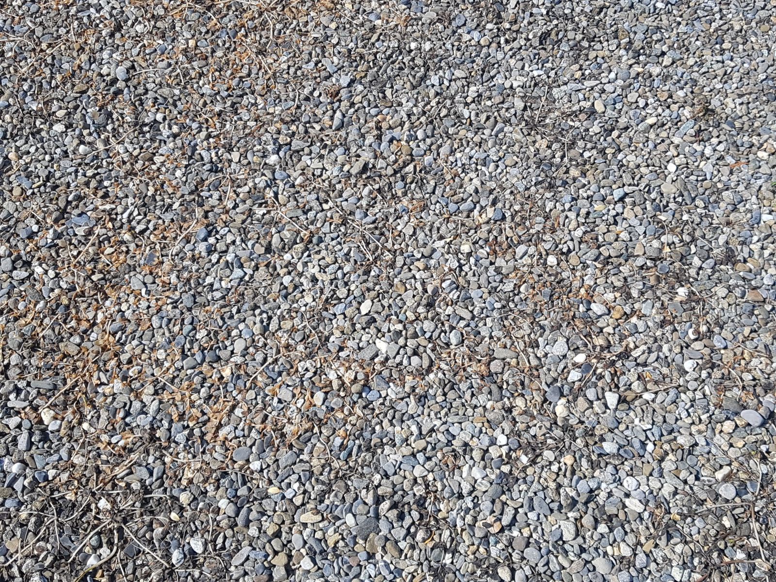 Carrard - paysagiste - Poliez-Pittet - élagage