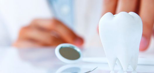 Un dentista está examinando un modelo de un diente.