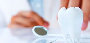 Un dentista está examinando un modelo de un diente.