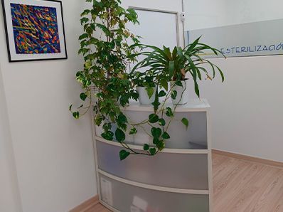 Una hilera de plantas en macetas colocadas encima de un mostrador en una habitación.