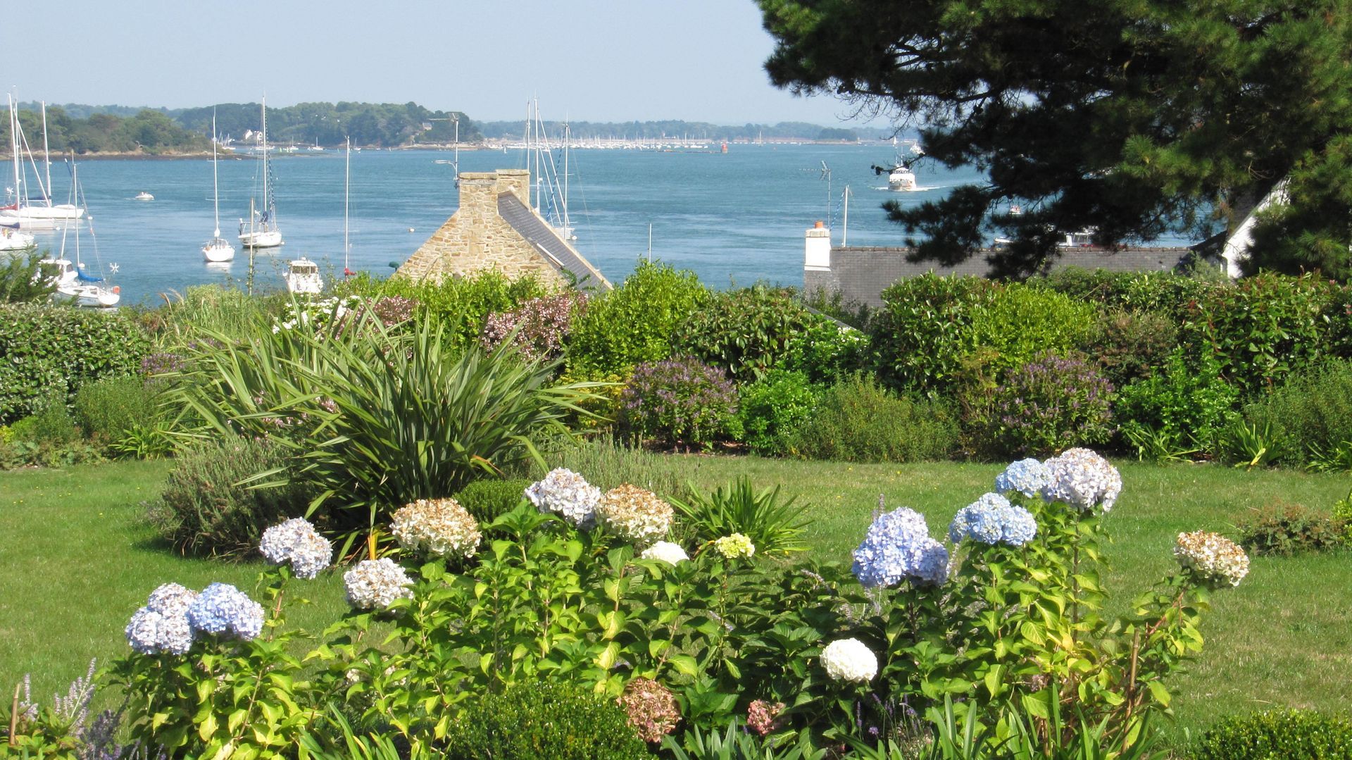 Des hortensias avec vue sur mer