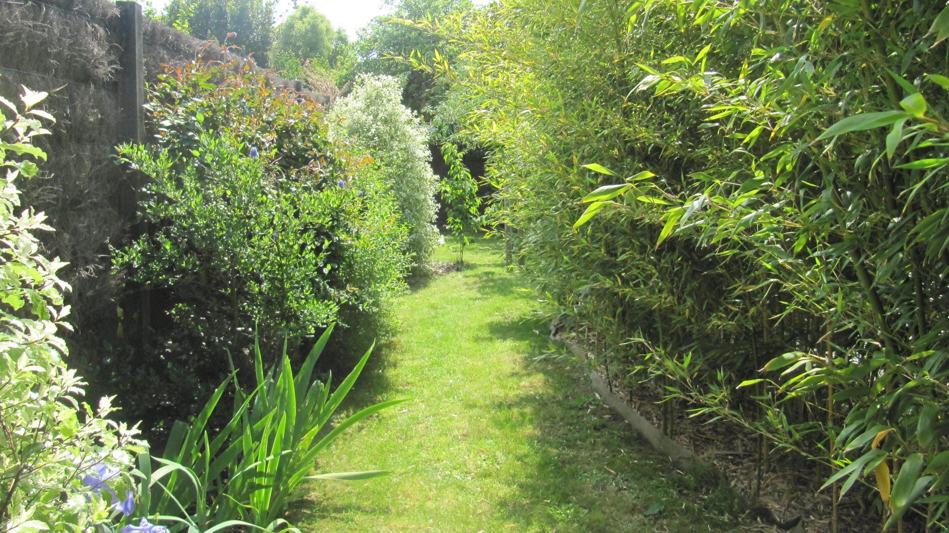 Chemin d'herbe entre des arbres et arbustes