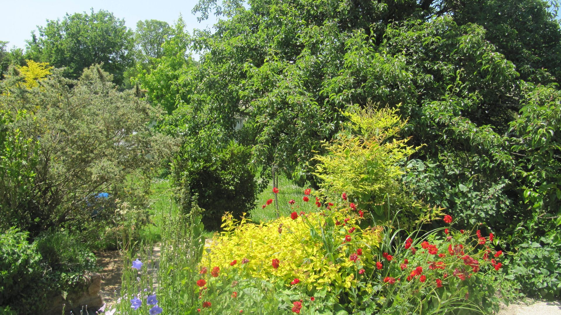 Jardin très véégétalisé