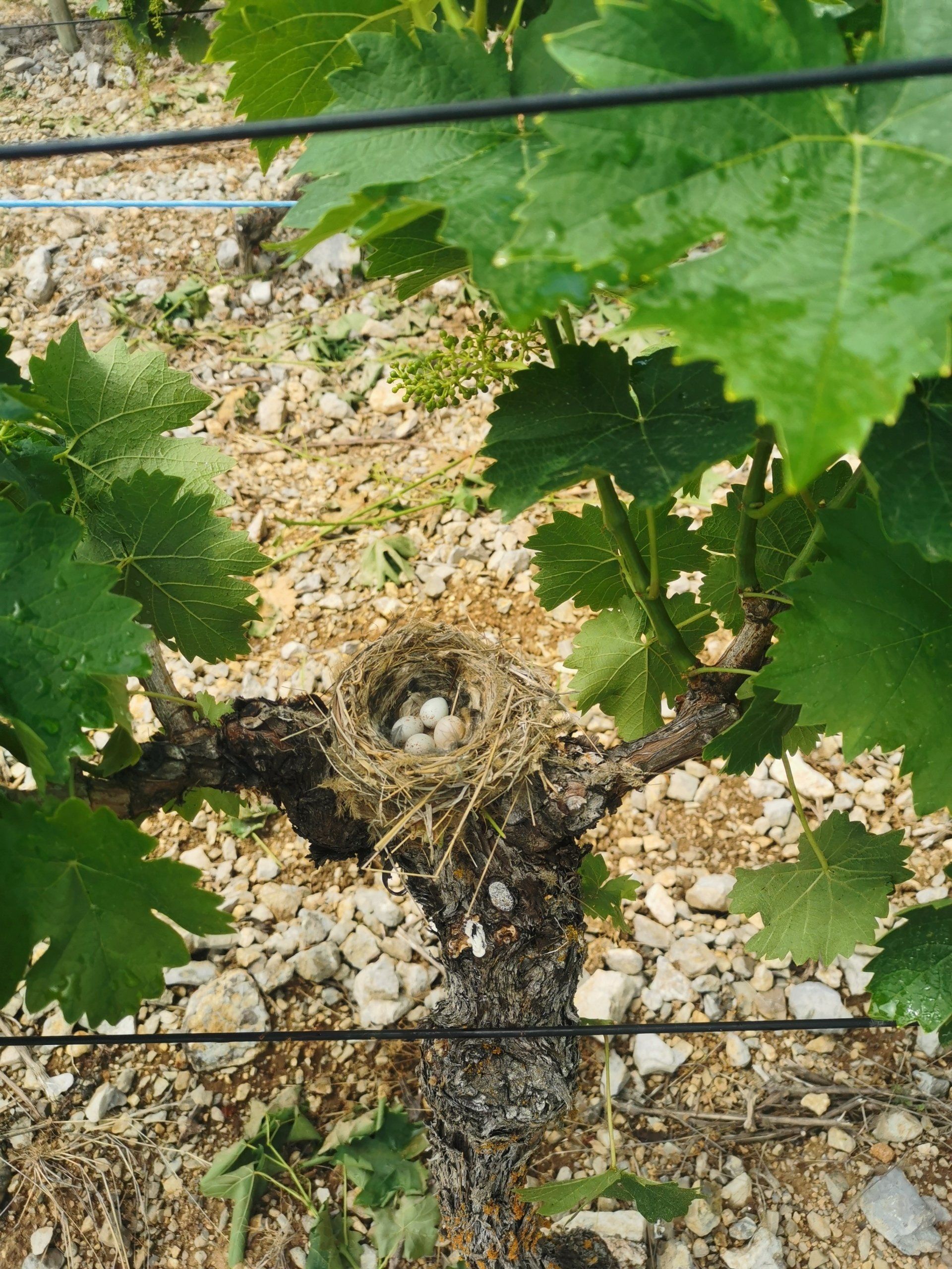 Tige de grappe de raisins