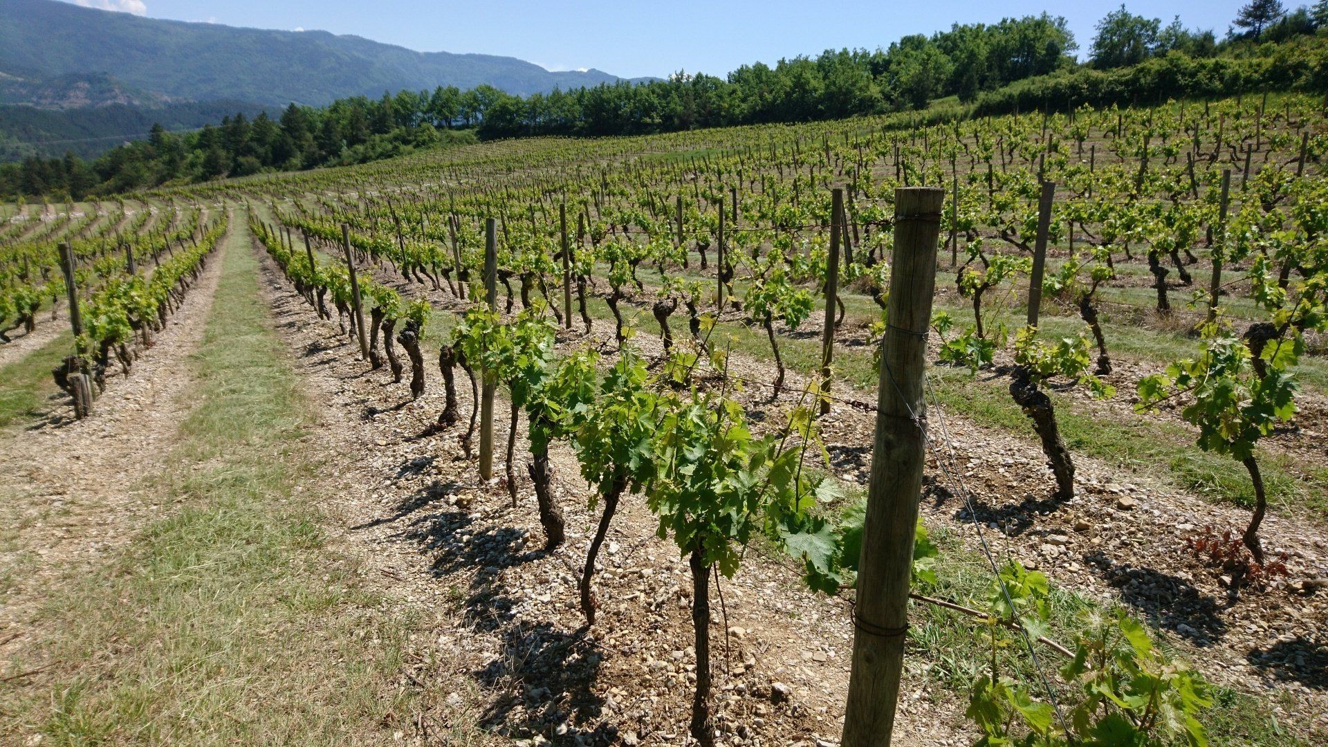 Vignoble avec montagne en fond