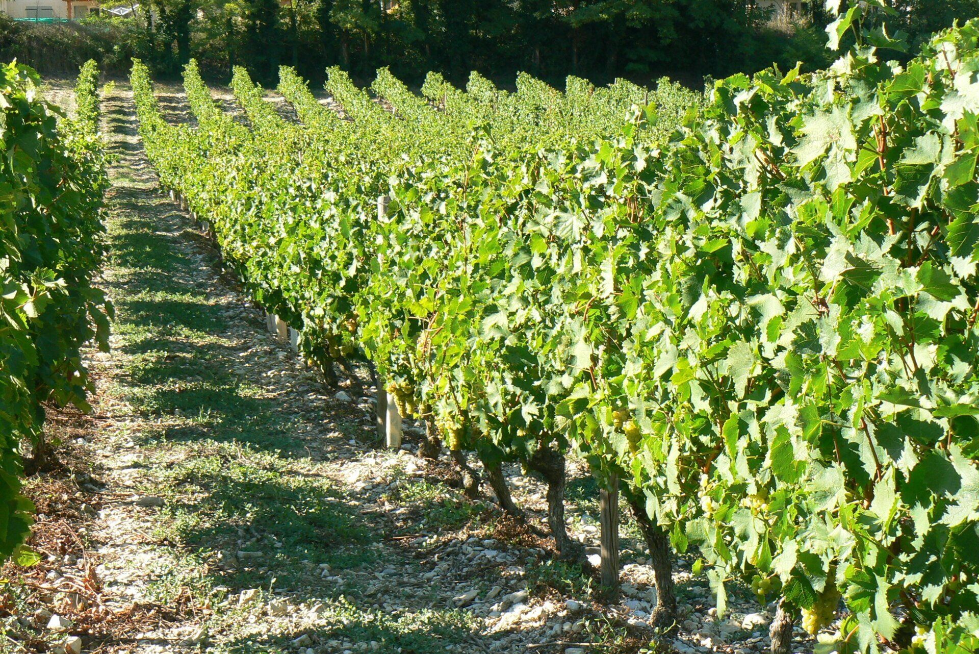 Vignoble vu de côté