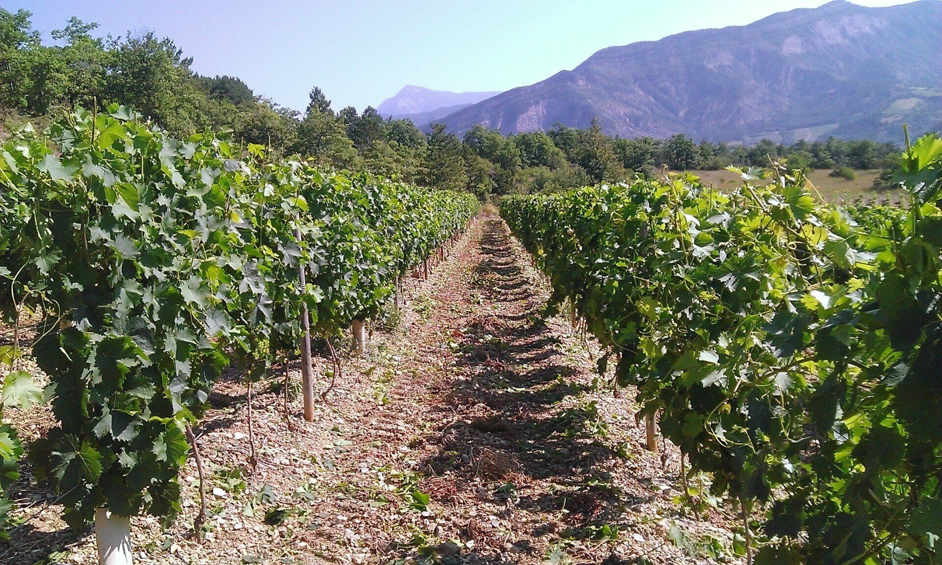 Photo des vignes