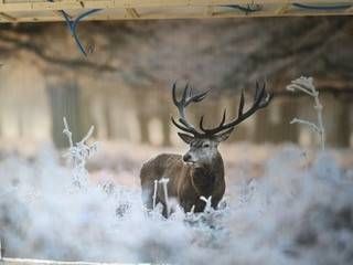 Oggier HausRénovation GmbH Hirsch