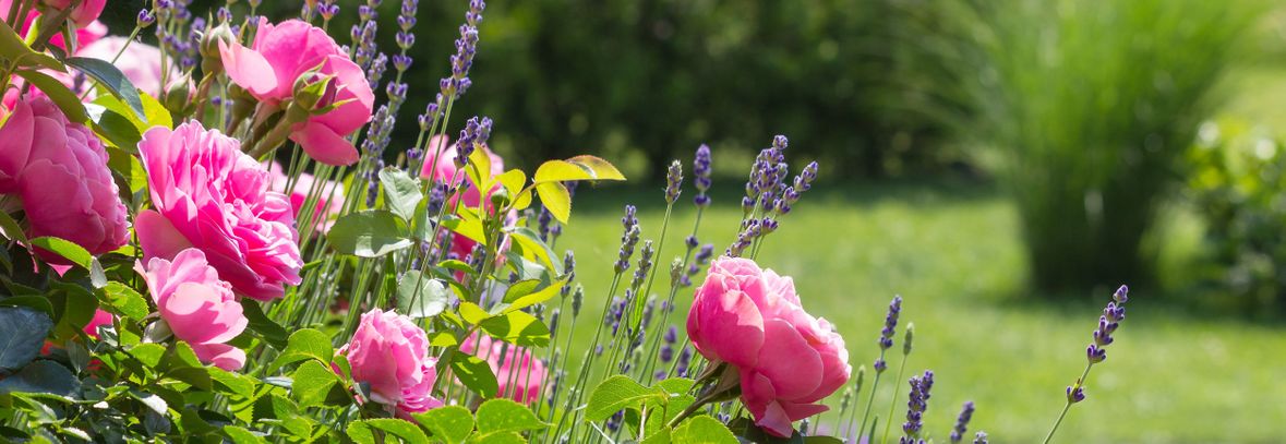 Haldi Gartenpflege - Pflanzenbeet, Blumenbeet, Blumen