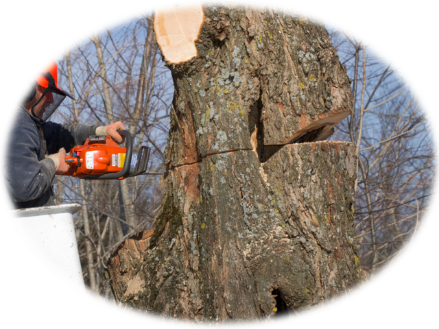 Elagueur professionnel pour arbres dangereux et arbres difficiles d'accès  en Gironde 33 - Elagage & Paysage