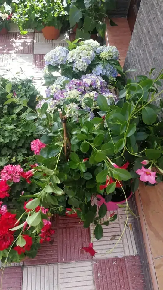 Flores coloridas, incluidas hortensias rojas, rosas y azules, en macetas sobre una superficie de baldosas.