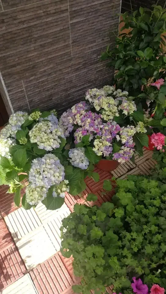 Hortensias con flores blancas, azules y violetas entre follaje verde, junto a un patio de ladrillo rojo.