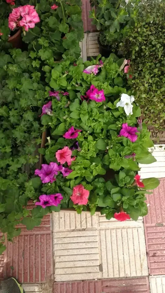 Petunias y geranios coloridos en un macizo de jardín, con suelo de baldosas rojas y blancas.