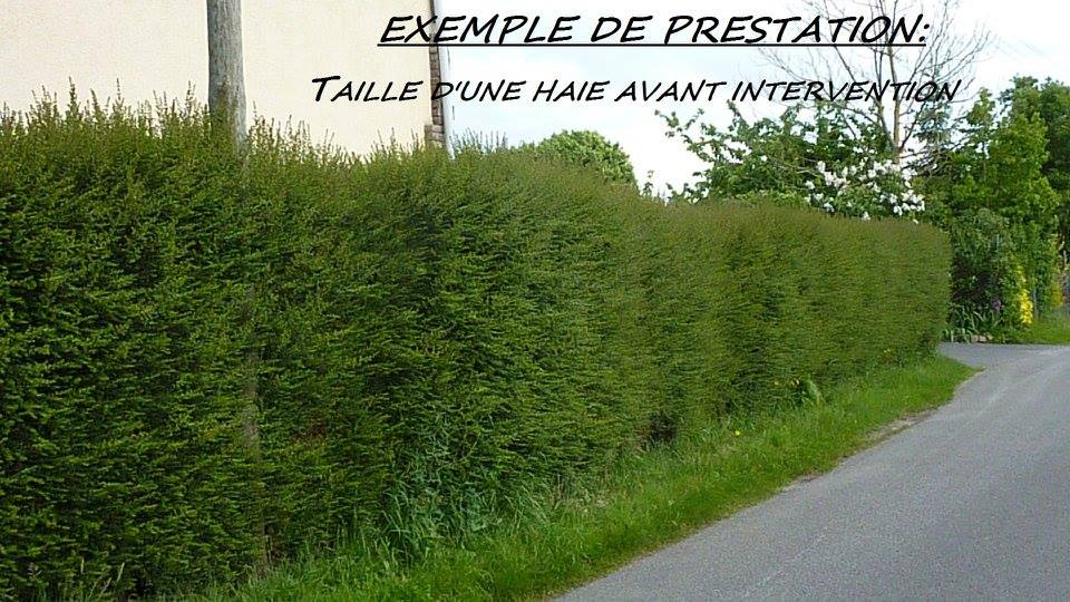 Taille de haie