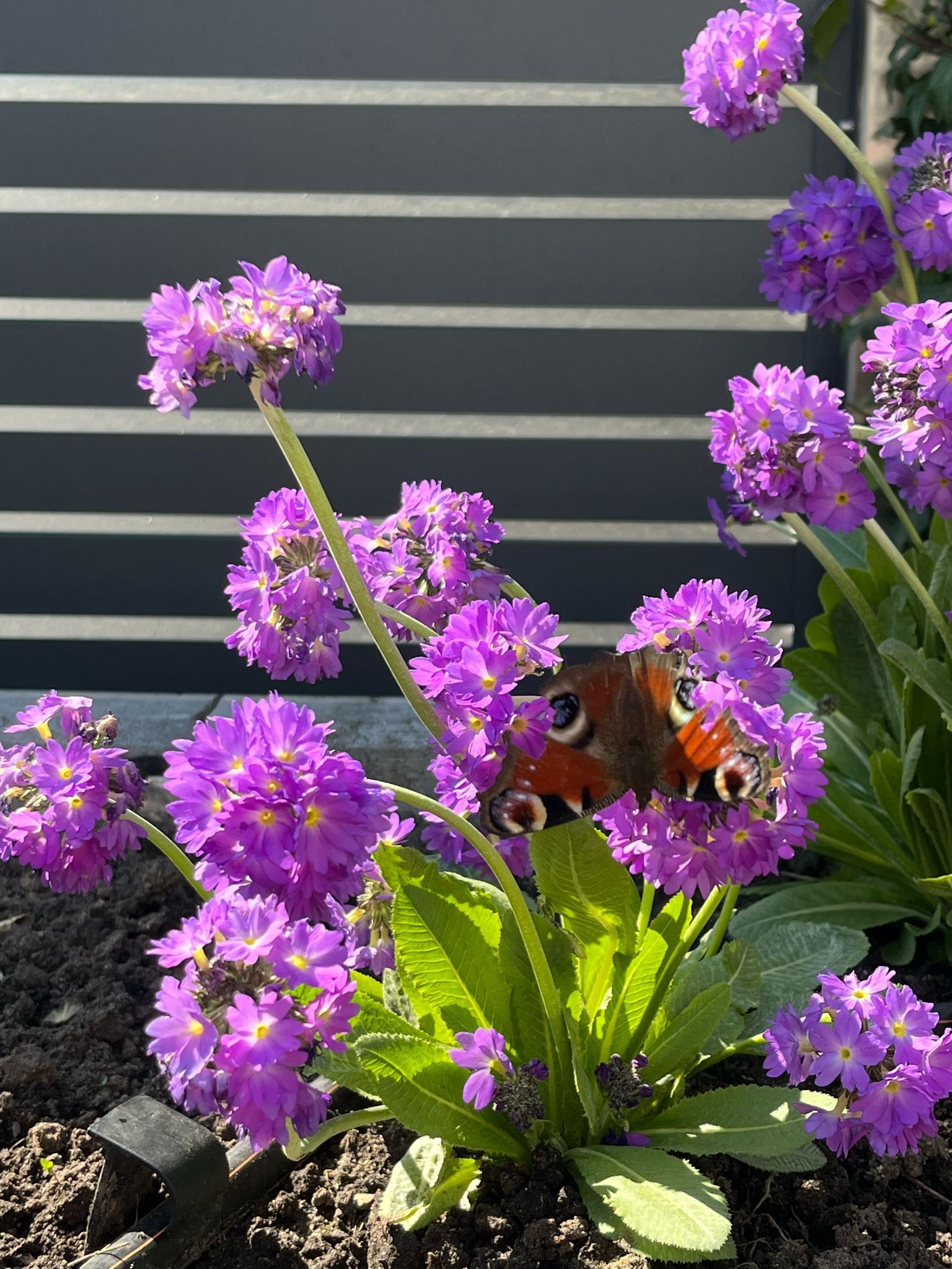 Schmetterling auf lila Blüten vor einem dunkelgrauen Lattenhintergrund.