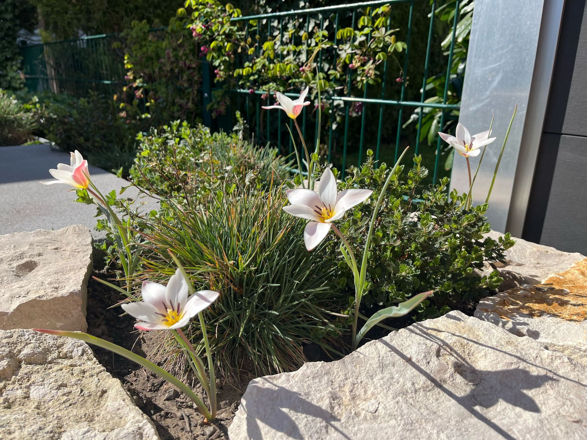 Weiße und rosa Tulpen blühen in einem Steingartenbeet mit grünem Laub und einem Metallzaun im Hintergrund.