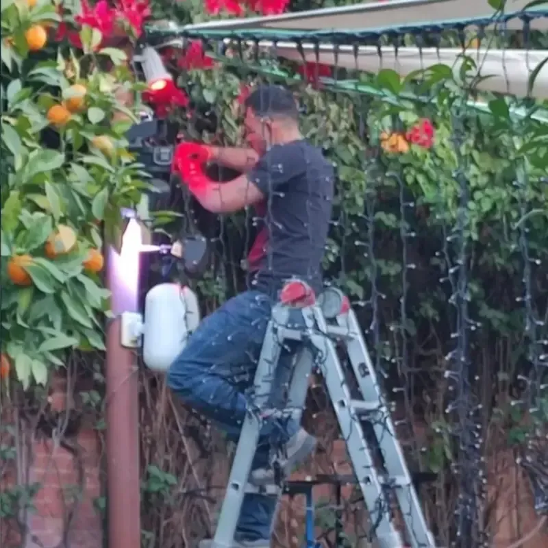 Una persona subida a una escalera poda flores rojas y enredaderas verdes en una pérgola de jardín.