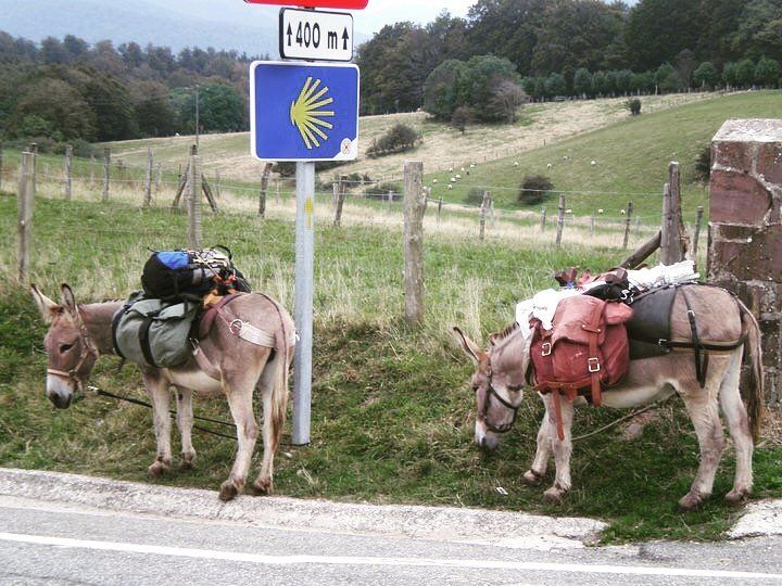 Dos burros cargados pastan junto a una señal de tráfico en un campo cubierto de hierba.