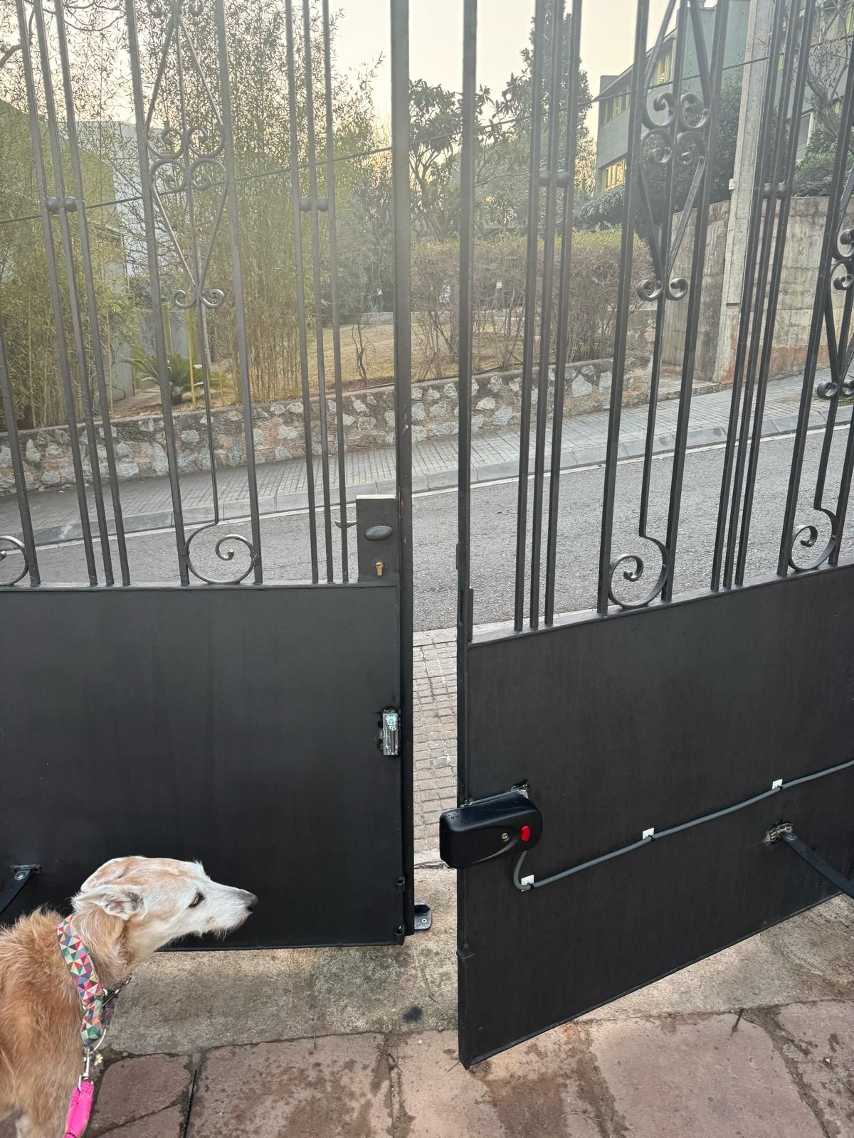 Un perro abre con el hocico una verja negra en la entrada de un camino vallado, con un sendero de piedra y árboles al fondo