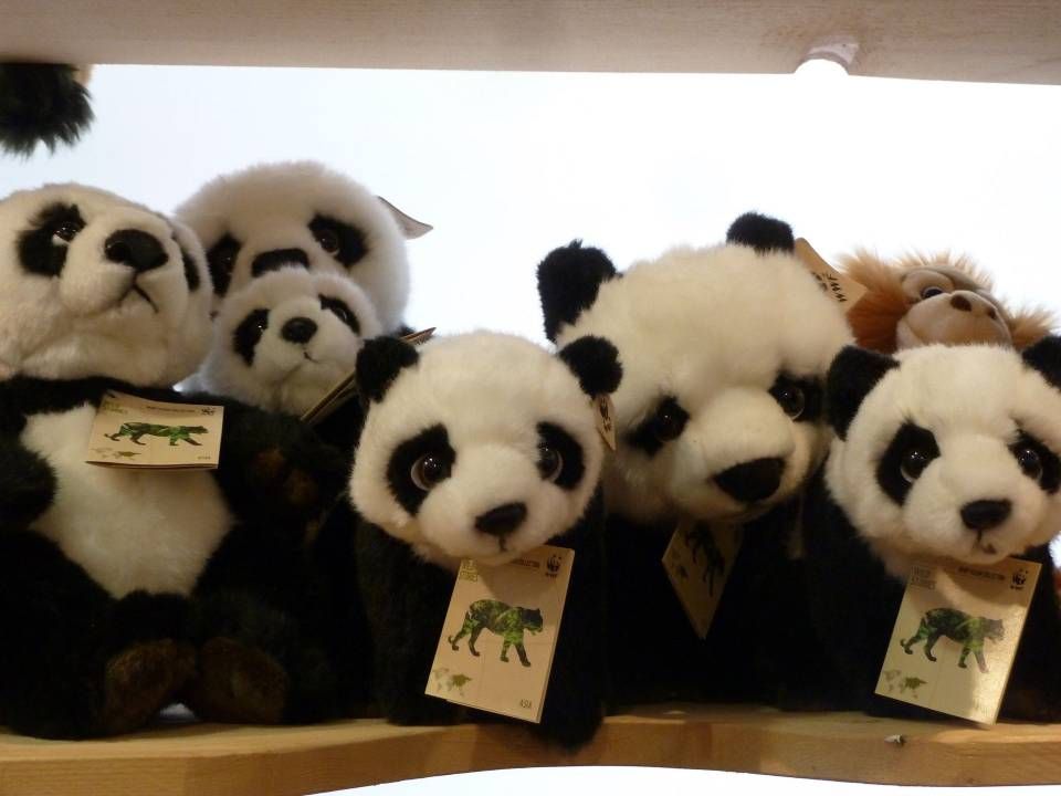 Des peluches pandas alignées sur une étagère, avec leur fourrure noire et blanche et leurs étiquettes qui pendent du cou.