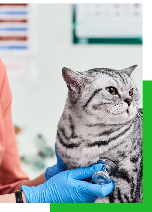 Un veterinario examina a un gato con un estetoscopio.