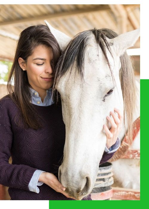 Una mujer abraza un caballo blanco en un establo.