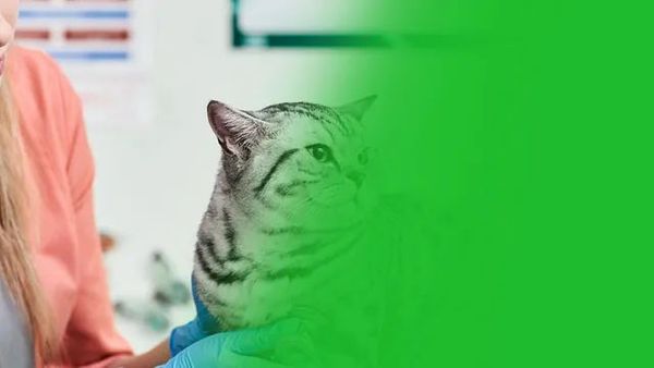 Una mujer sostiene un gato en sus brazos.