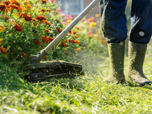 Une personne tond de l'herbe avec une débroussailleuse à côté de fleurs orange.