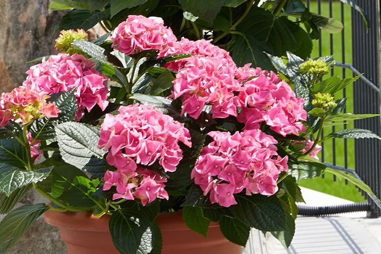 Rosa Hortensien blühen in einem Beet mit grünen Blättern und einem Metallzaun im Hintergrund.
