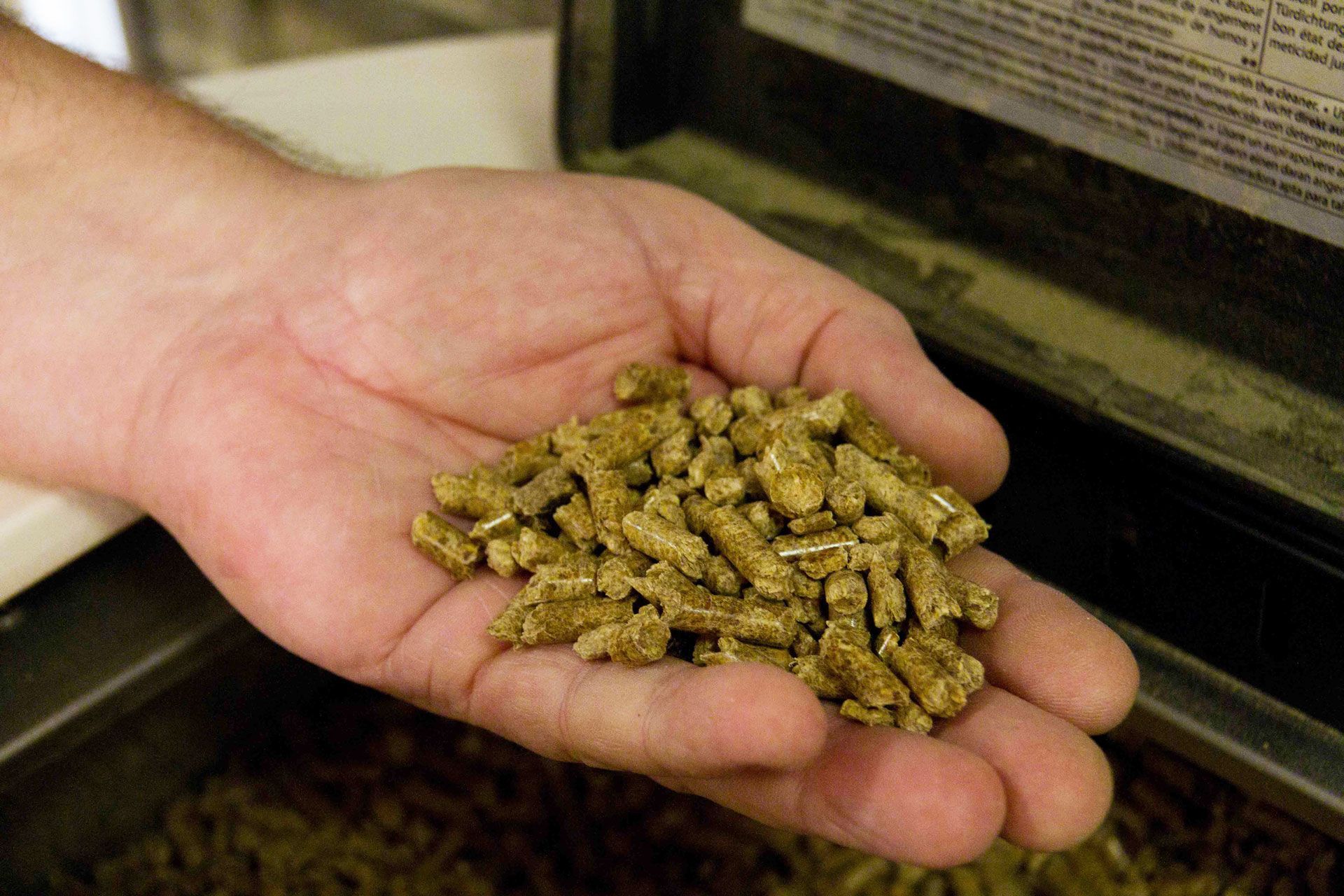 Des granulés dans une main