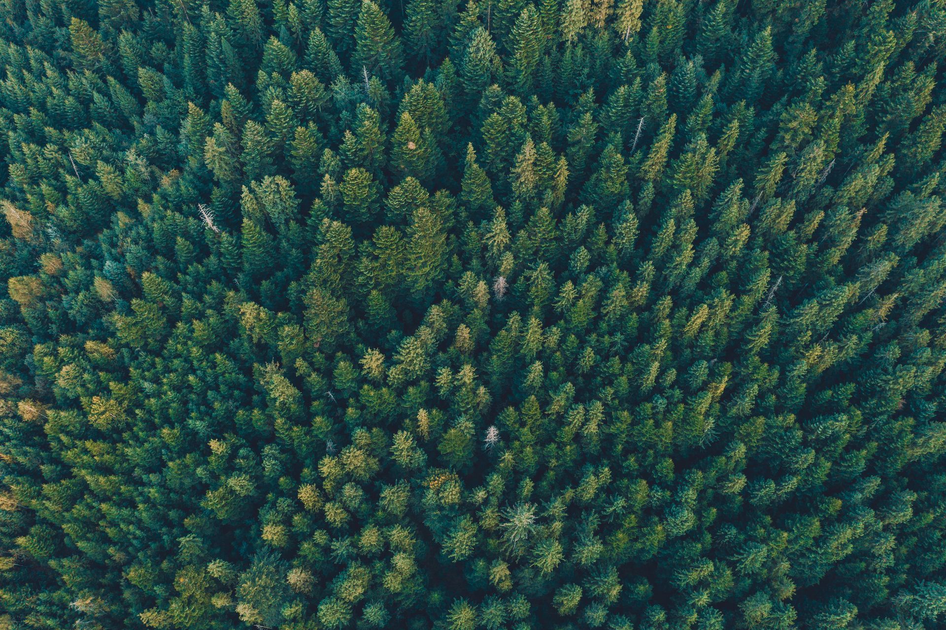Una vista aérea de un exuberante bosque verde lleno de muchos árboles.