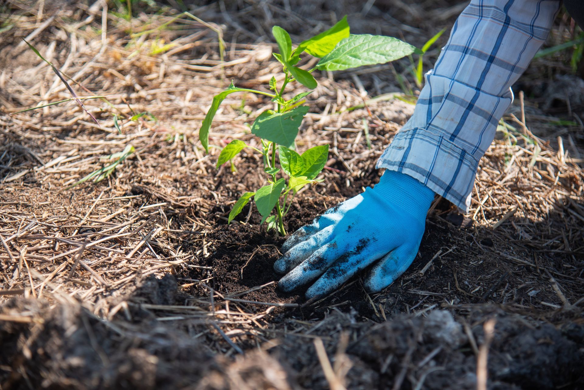 Una persona que lleva guantes azules está plantando una planta en la tierra.