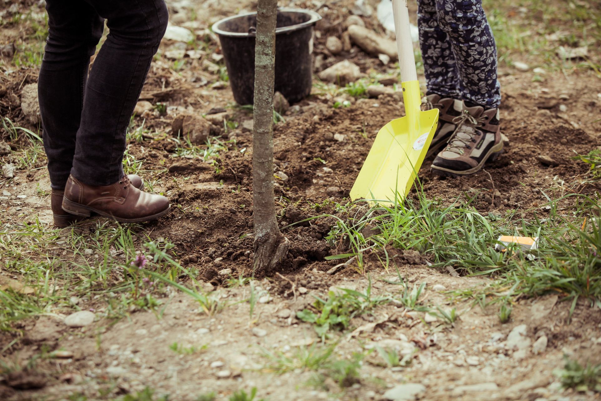 Una persona está plantando un árbol en la tierra con una pala.