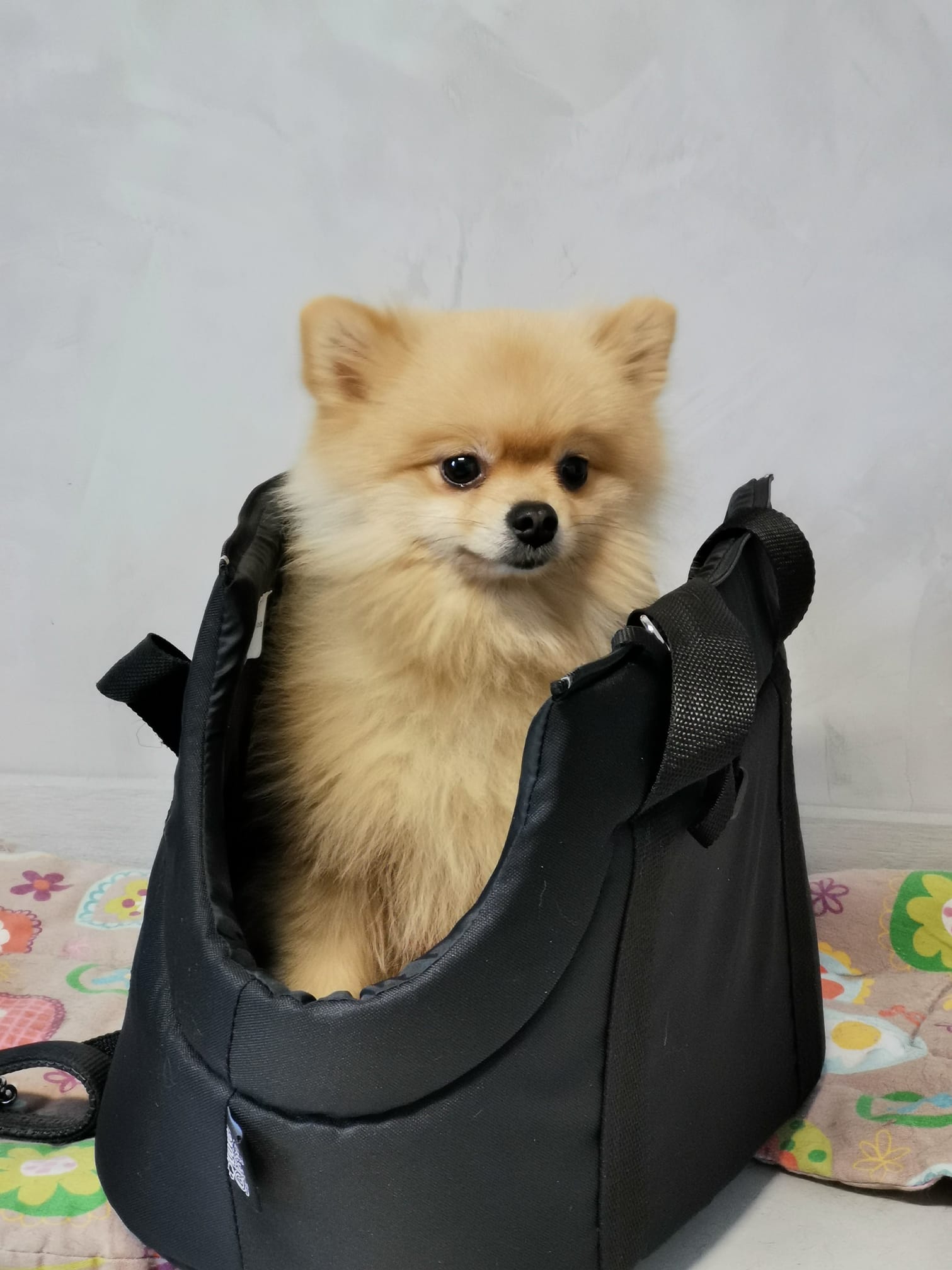 Petit chien après coupe