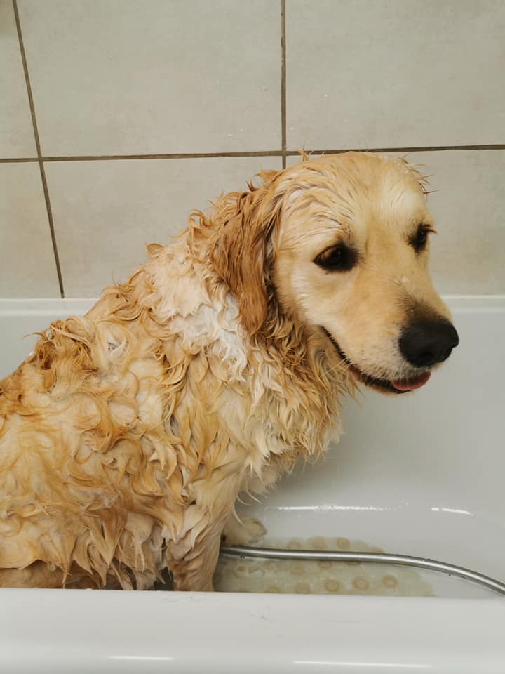 Chien à la douche