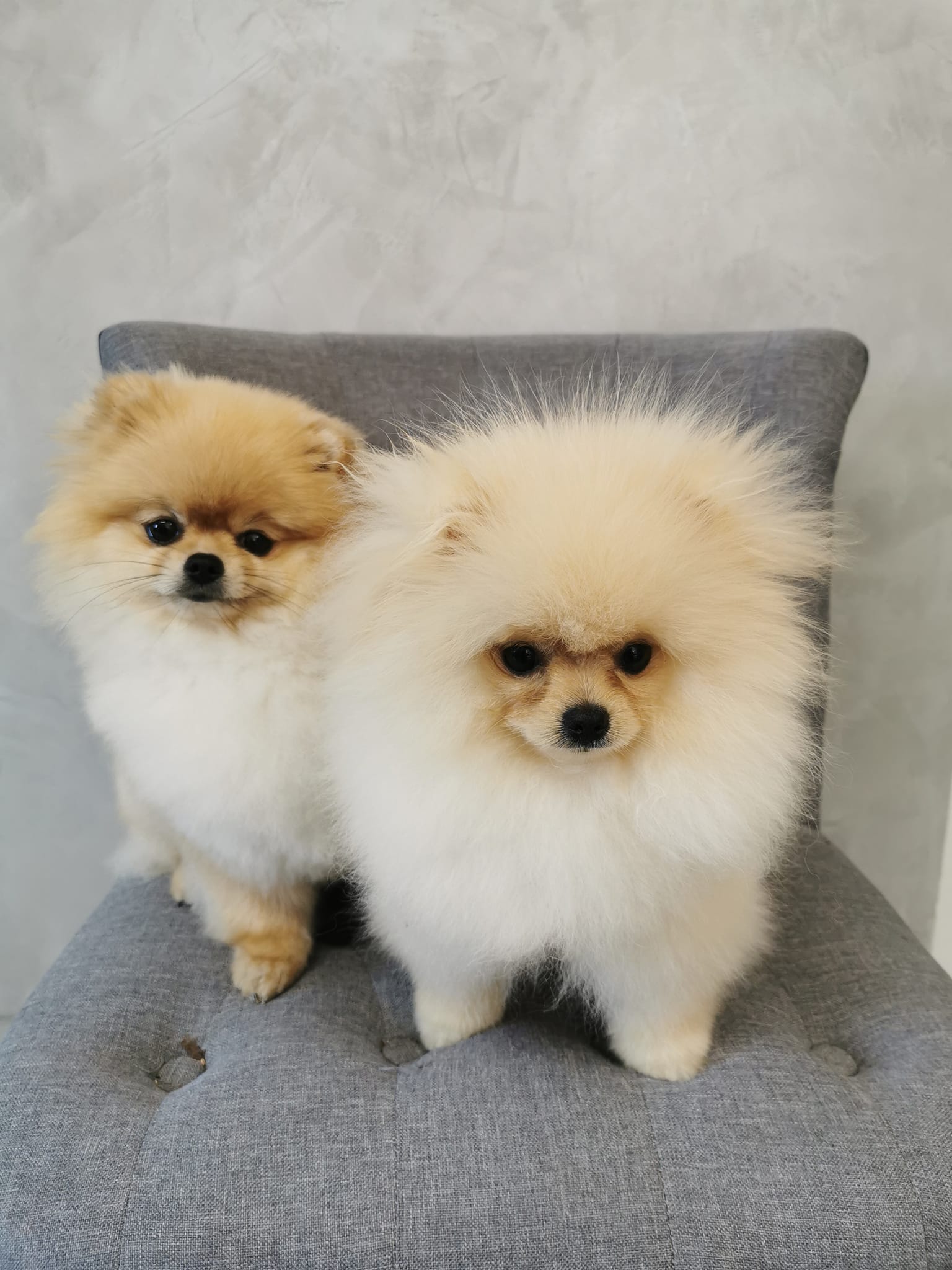 Chiens après toilettage