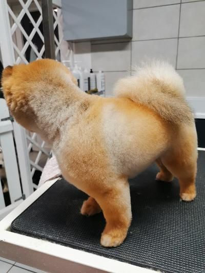 Chien avec une coupe lion, debout sur une table de toilettage.