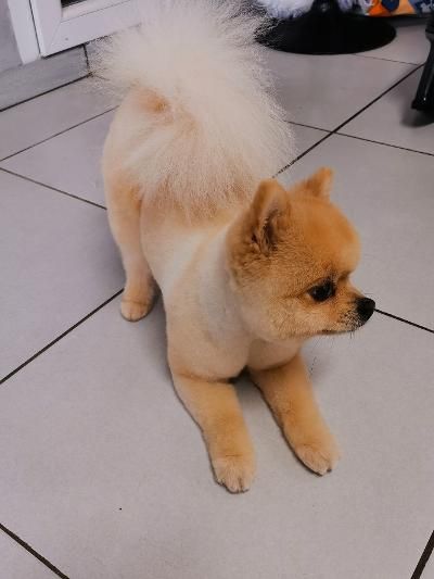 Un petit chien de race Poméranien fauve, à la queue touffue et au pelage court, est allongé sur un sol carrelé.