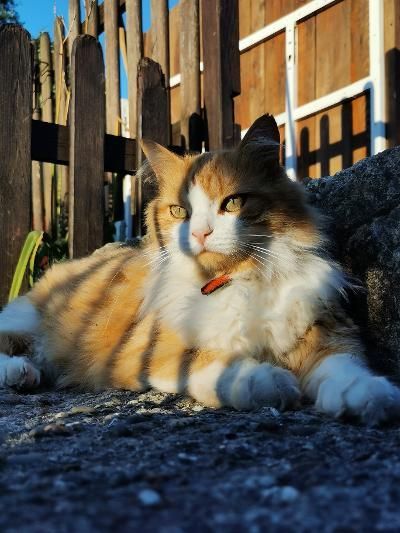 Chat duveteux orange et blanc se reposant au soleil, près d'une clôture en bois.