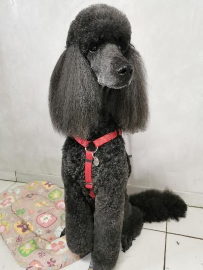 Caniche noir avec un harnais rouge, assis bien droit. Il a de longs poils aux oreilles et une queue touffue.