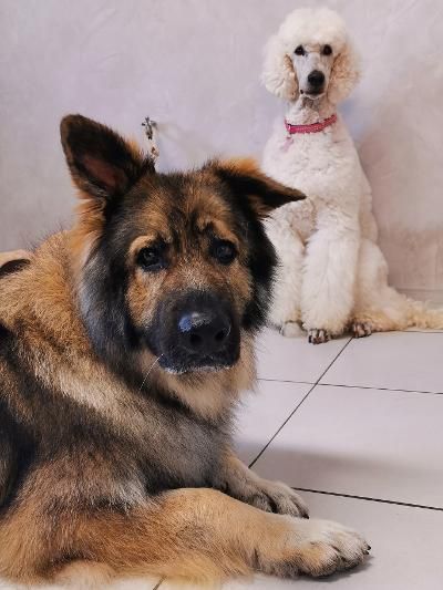 Un croisé berger allemand et un caniche blanc assis à l'intérieur.