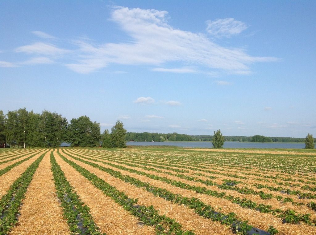 marjajavihannestilatorkkeli