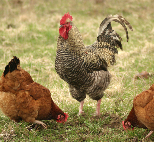 Des moutons se reposent dans un enclos rempli de paille, plusieurs d'entre eux étant marqués d'une croix rouge.