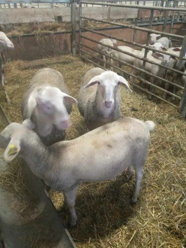 Trois moutons dans un enclos de ferme clôturé, debout sur de la paille, avec d'autres moutons derrière eux.