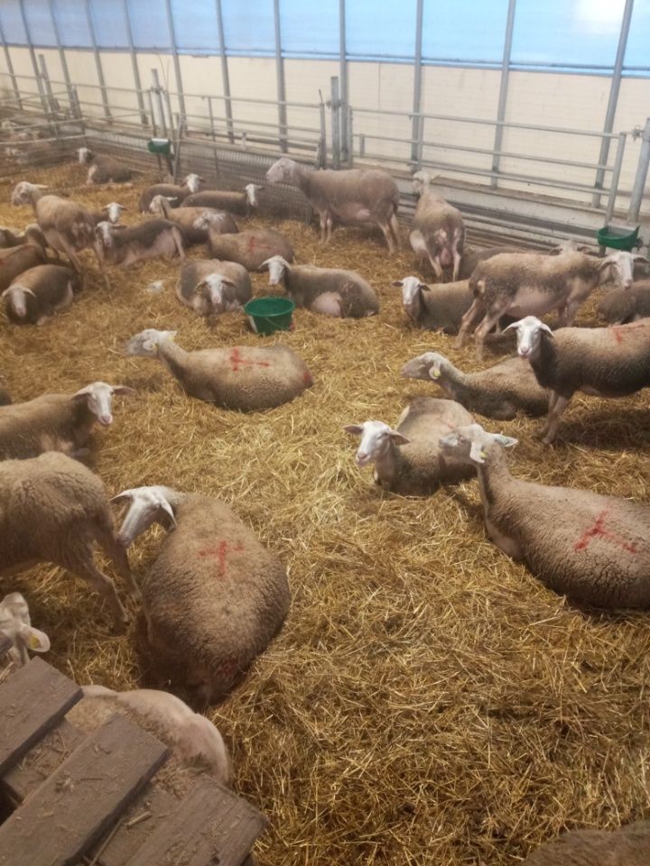 Des moutons se reposent sur de la paille à l'intérieur d'une grange, avec des palettes en bois au premier plan.