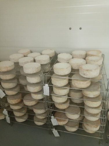 Des piles de fromages ronds en cours d'affinage sur des grilles métalliques dans une chambre froide.