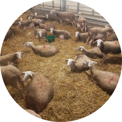Des moutons se reposent dans un enclos rempli de paille, plusieurs d'entre eux étant marqués d'une croix rouge.