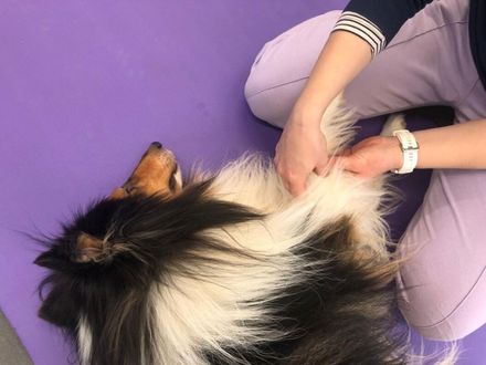 Dogwell Hundephysiotherapie GmbH