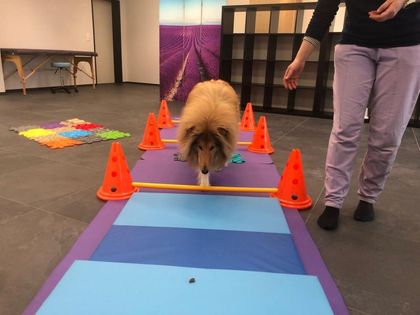 Dogwell Hundephysiotherapie GmbH