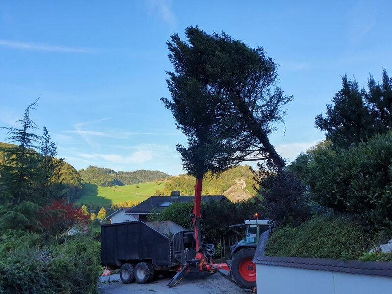 Baumfällung, Foto der Vögtli Agrar-Forstservice GmbH